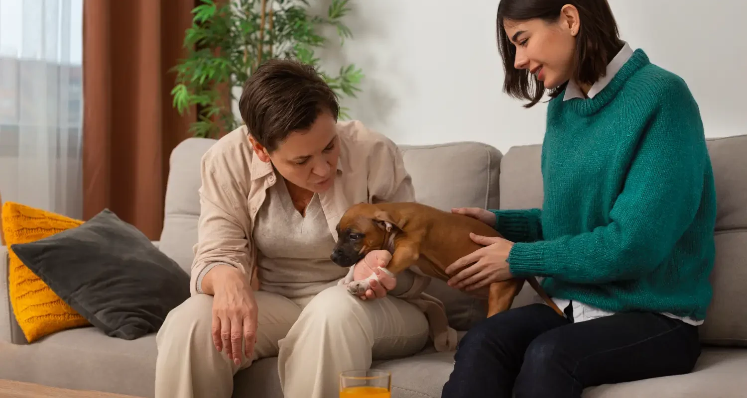 Pet Mediation Pet Mediation